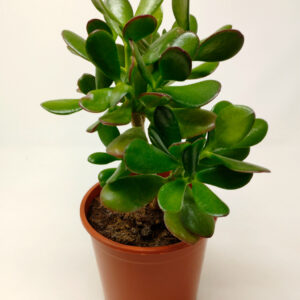 Arbol de Jade o Crassula ovata