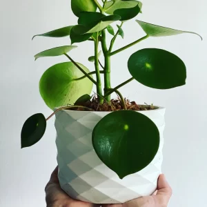 Cucharita o Peperomia Polybotrya 30cms
