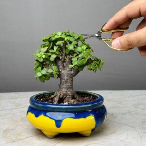 Arbol de Jade o Crassula ovata BONSAI 5cm
