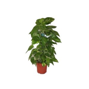 Potos de Colgar - Con tutor mediano 30cms