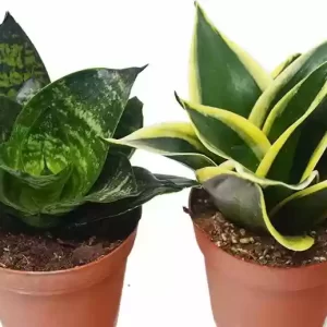 Lengua de suegra - Espada de David o Sansevieria trifasciata BONSAI
